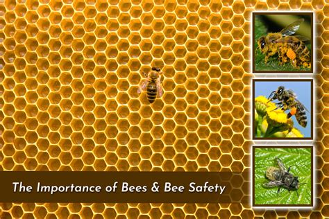 The Importance of Bees in the Ecosystem: Considering the Implications