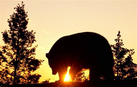 The Importance of Brown Bears in Indigenous American Folklore