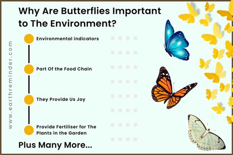 The Importance of Butterflies