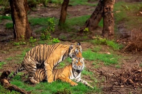 The Importance of Courtship Behavior in the Reproductive Cycle of Tigers