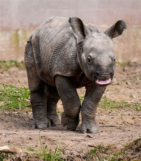 The Importance of Dreaming about Nourishing a Young Pachyderm