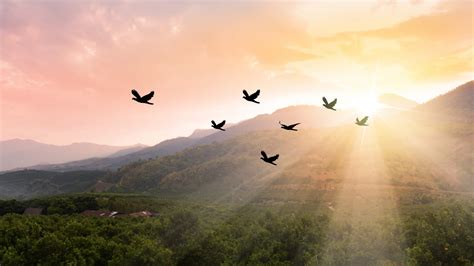 The Importance of Dreaming about Pure Birds of Peace