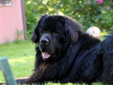 The Importance of Dreaming about a Large Black Canine