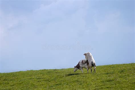 The Importance of Dreams Involving Cattle Intercourse