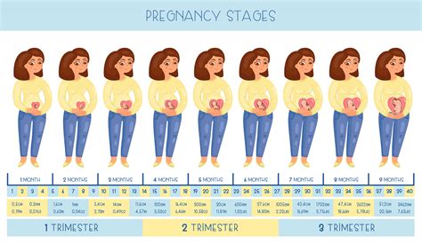 The Importance of Dreams during the stages of Pregnancy