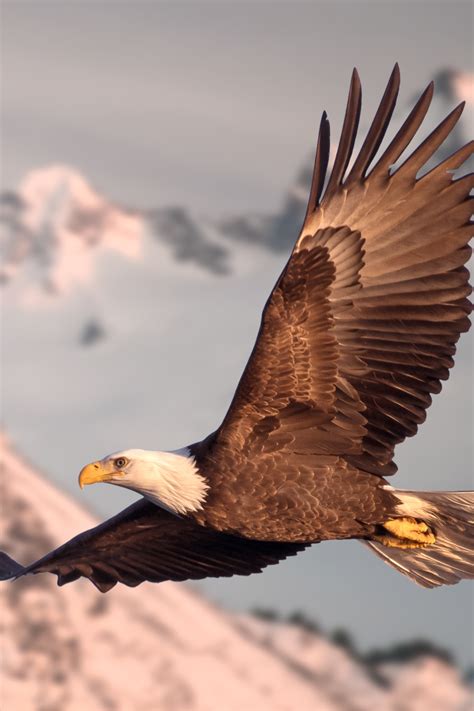 The Importance of Eagles in Various Cultures