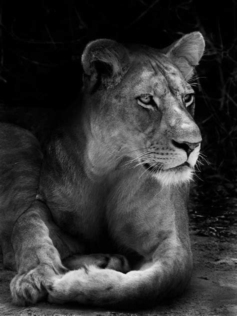 The Importance of Fear and Courage in Dreaming of Confronting a Lioness