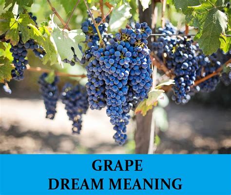 The Importance of Grapes in Dreams