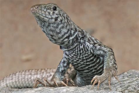 The Importance of Lizard Tails in Native Cultures