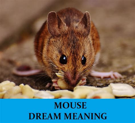 The Importance of Mice in Dream Imagery