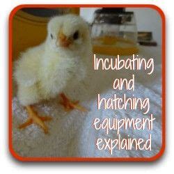 The Importance of Parental Care in Ensuring Successful Hatching