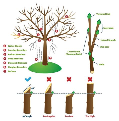 The Importance of Pruning Foliage: A Meaningful Examination