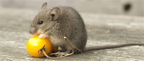 The Importance of Size: Unlocking the Significance of Tiny Rodents