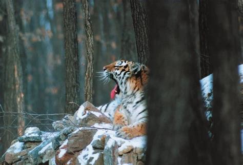 The Importance of Tigers in the Interpretation of Dreams