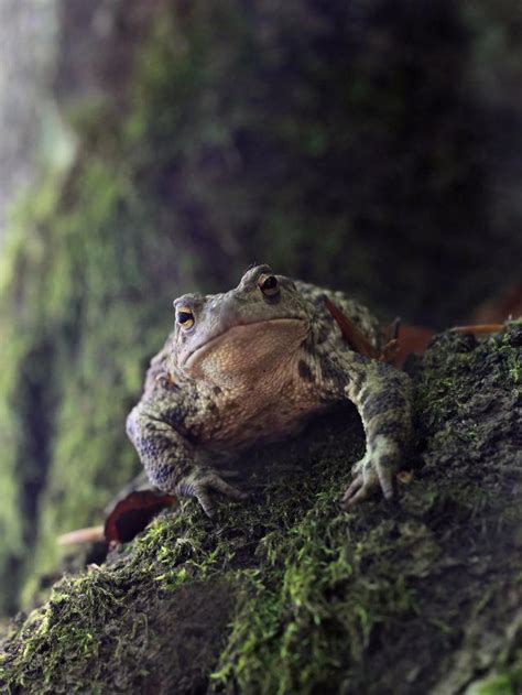 The Importance of Toads in Various Cultures