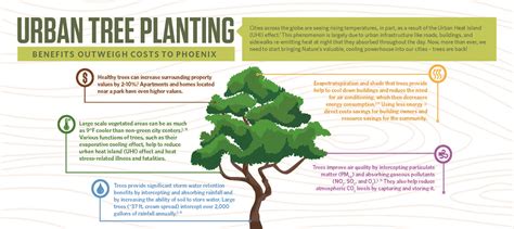 The Importance of Trees in Various Cultural Contexts