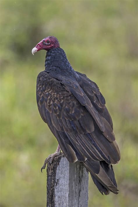 The Importance of Vultures in Decoding the Meaning of Dreams