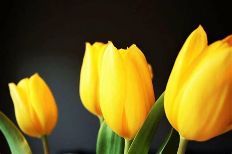 The Importance of Yellow in Tulip Symbolism