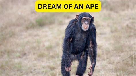 The Importance of a Departed Ape in Dreams: Unveiling its Significance