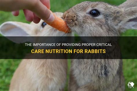 The Importance of a Proper Diet in Shaping Rabbit Behavior