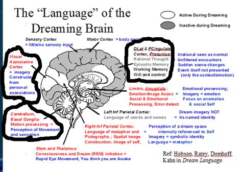 The Importance of the Left Side in Dreams