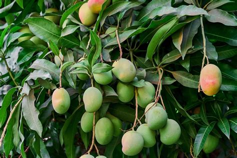 The Importance of the Mango Tree in Varied Cultures