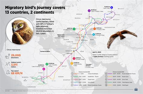 The Incredible Migration Routes of Ducks