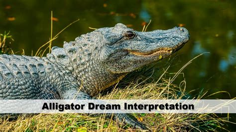 The Influence of Aquatic Element on Alligator Dream Experiences