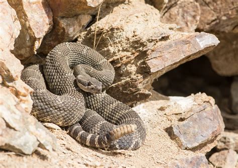 The Influence of Culture: Exploring the Diversity of Snake Dreams in Different Societies