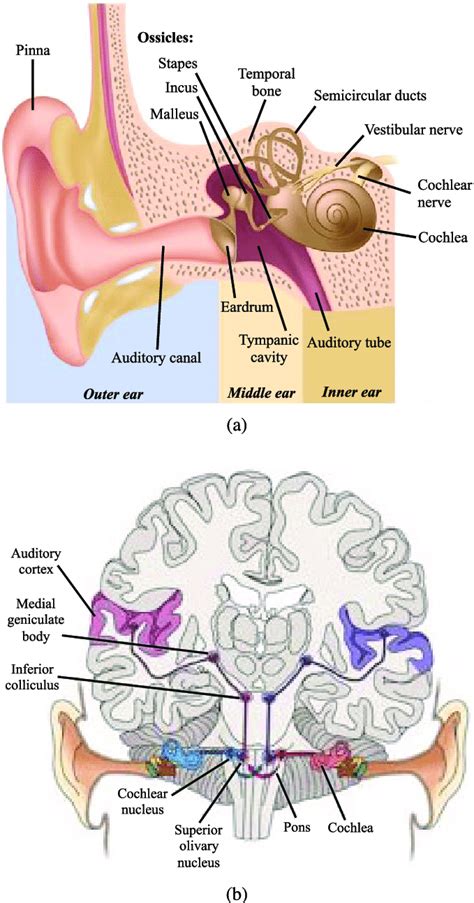 The Influence of Dreams: Unveiling the Significance Behind Visionary Experiences Related to Your Right Auditory Organ