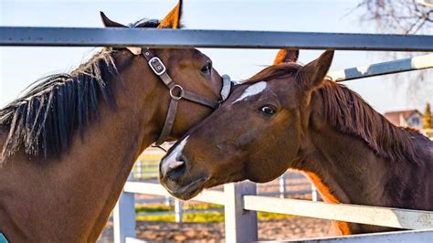 The Influence of Genetic Factors and Training Techniques in Teaching Horses to Communicate