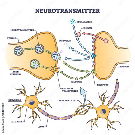 The Influence of Neurotransmitters on Dream Formation