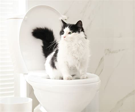 The Influence of Toilet Usage on Cats' Dreaming Patterns