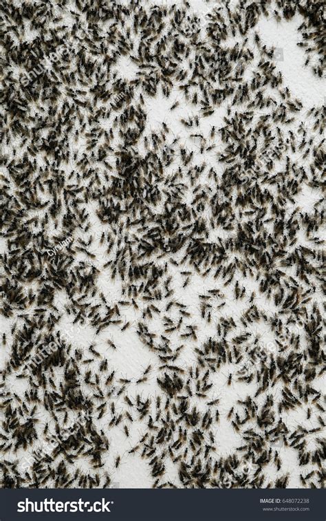 The Insect Dilemma: Handling Invasions of Winged Ants