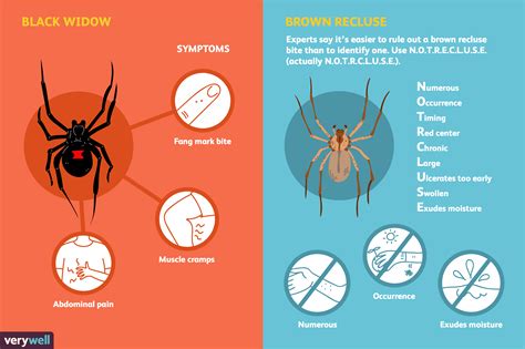 The Intense Physical Symptoms of an Encounter with a Venomous Spider
