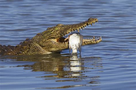 The Intensity of the Untamed: Hunting and Feeding Behaviors of Crocodiles