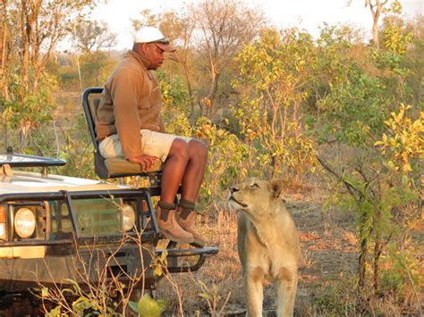 The Interconnection Between Lion Encounters and Personal Relationships