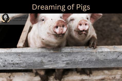 The Interpretation of Dreams: Insights from Injured Pigs