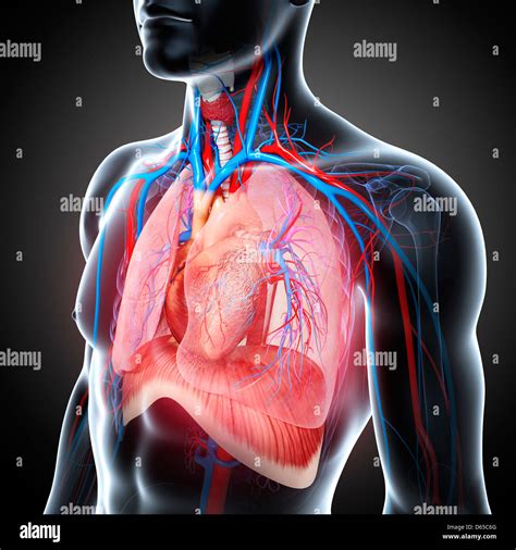 The Intricate Anatomy of the Male Chest