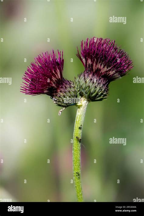 The Intricate Dance of Light and Water: How Color Changes Reflect Nature's Beauty