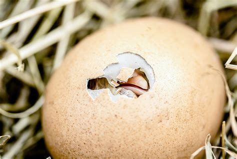 The Intricate Dance of Nature: Egg Hatching