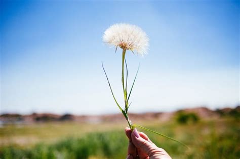 The Intricate Relationship Between Love and Dandelion Hands in Dreams