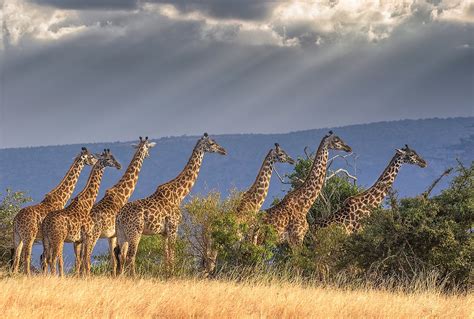 The Intricate Significance Behind the Pursuit of a Towering Giraffe