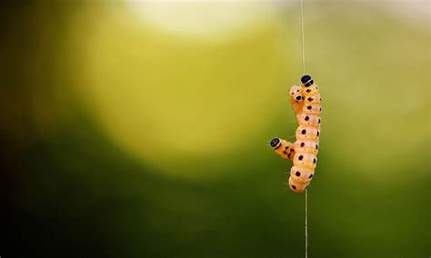 The Intricate Symbolism of Pale Larvae in Dreams