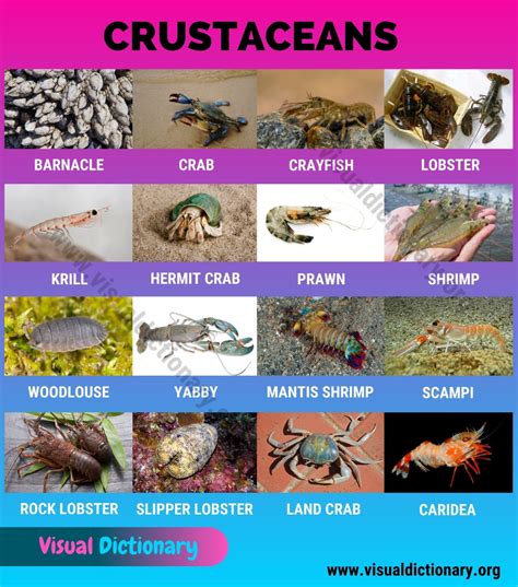 The Intricate Symbolism of the Tiny Crustacean