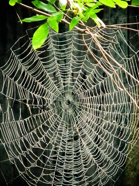 The Intricate Webs of Spider Dreams