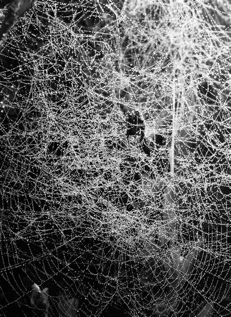 The Intricate Webs of the Unconscious: Analyzing the Deep Significance of Dreaming About Spider Webs