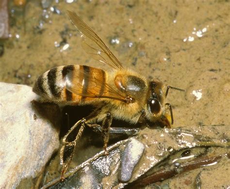 The Intricate World of Apis mellifera