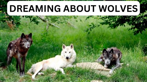 The Intrigue of Dreaming about She-Wolves