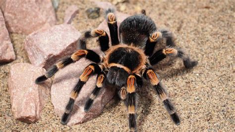 The Intriguing Allure of Enormous Tarantulas: Transforming Fear into the Realm of Dream Analysis